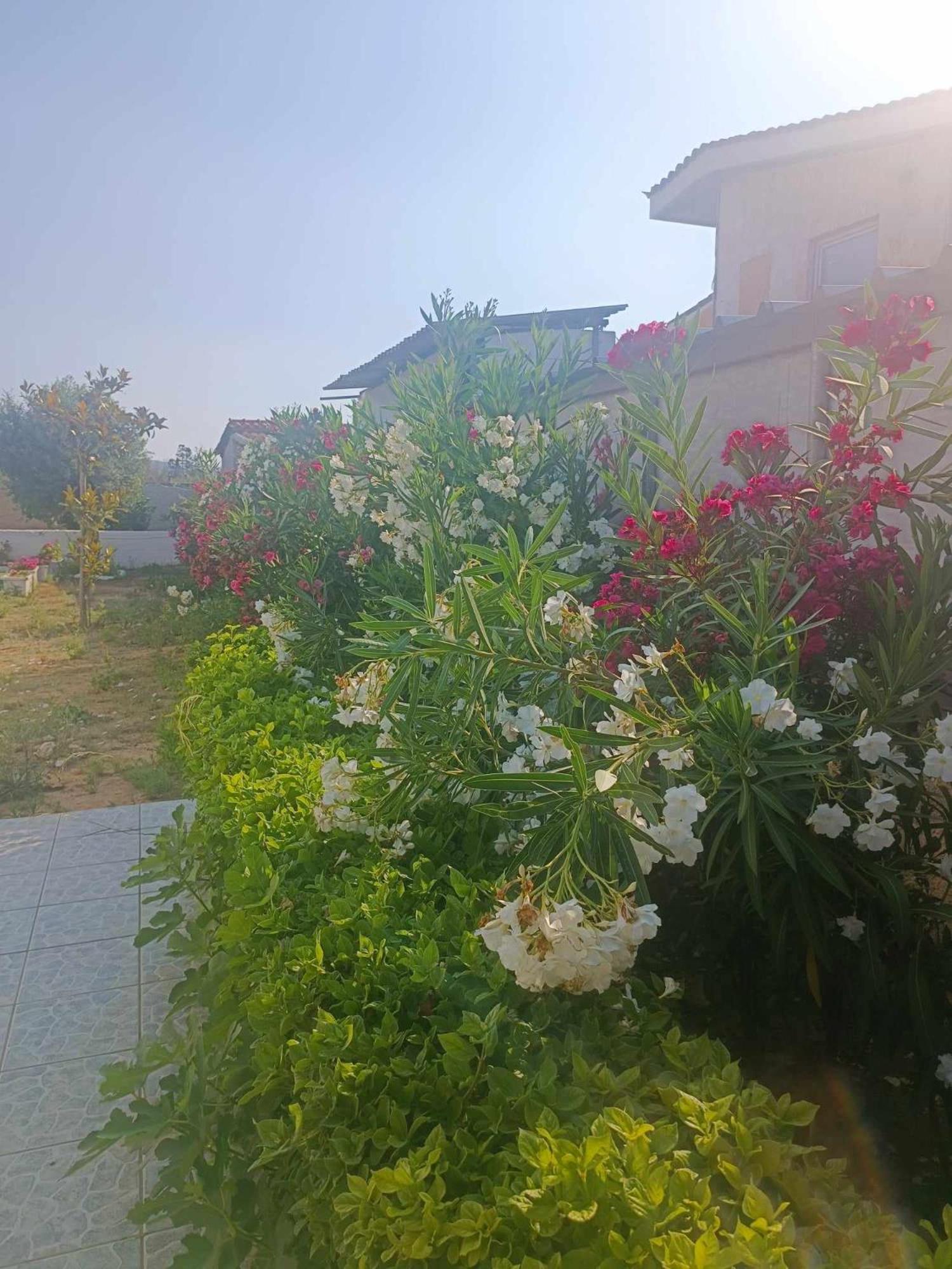 New Olivka House Villa Anavyssos Dış mekan fotoğraf